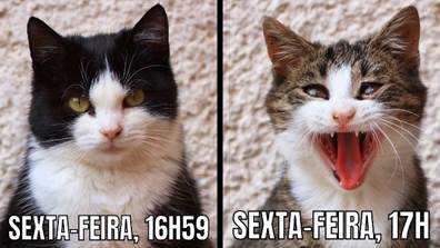 Modelos de meme grátis e personalizáveis | Canva